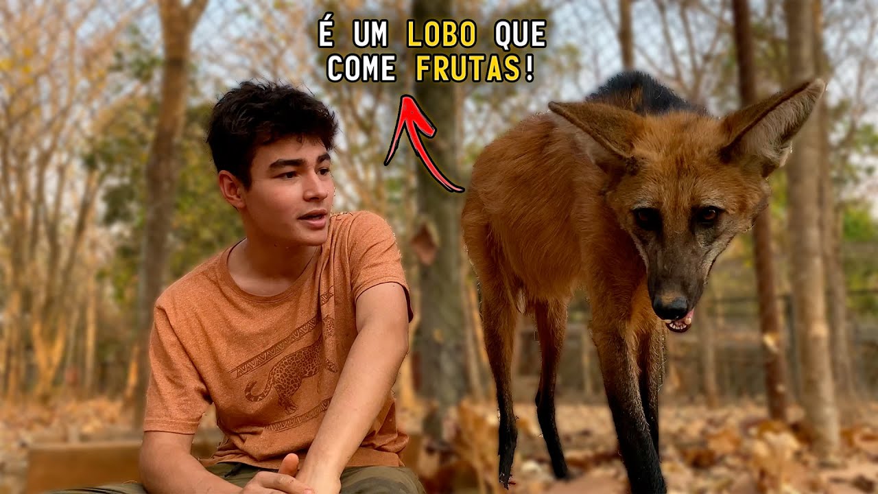 LOBO GUARÁ, O MAIOR CANÍDEO DAS AMÉRICAS! | TIAGO JÁCOMO