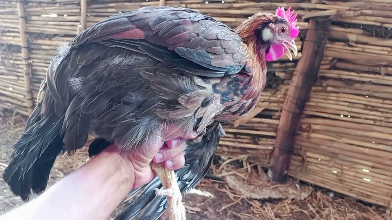 تربية الدواجن:أخر ما كاين في علاج عرج الدجاج (بوركابي)أو الكساح Treatment of rickets in poultry