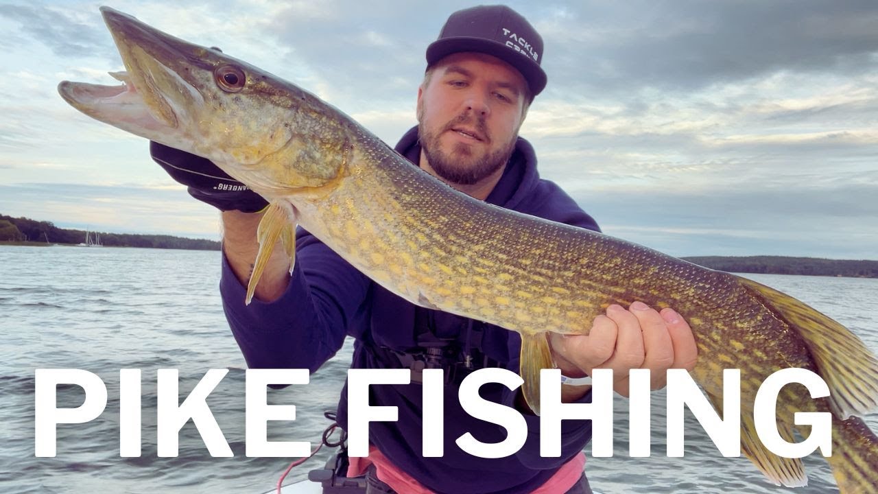 Shimano Calcutta Conquest & Gator Elixir | PIKE FISHING