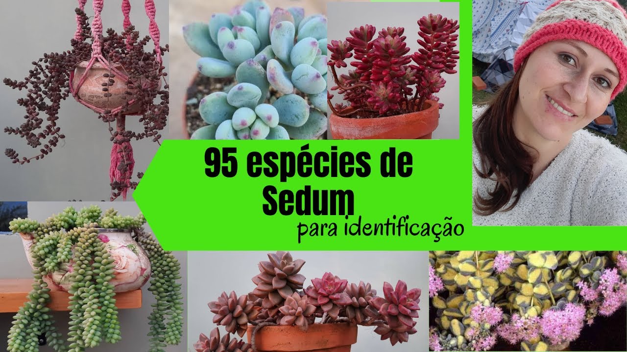 95 Suculentas SEDUM para identificação // Suculentas do Gênero SEDUM identificadas!!