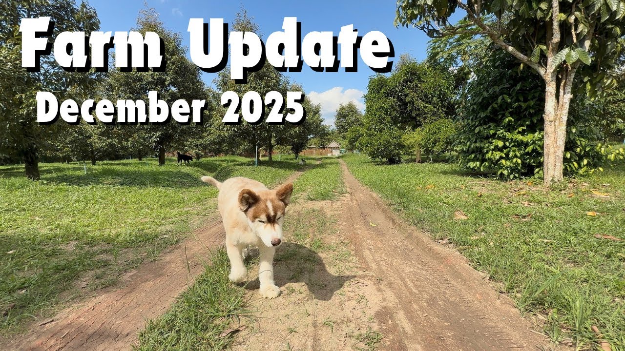 Как дела на ферме? Обновление на декабрь 2025 года.
