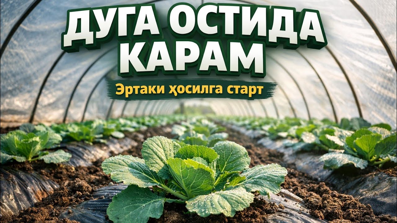 Февраль экини: Дуга остидаги карам қандай ўсмоқда❓ #bobodexqonlar 
