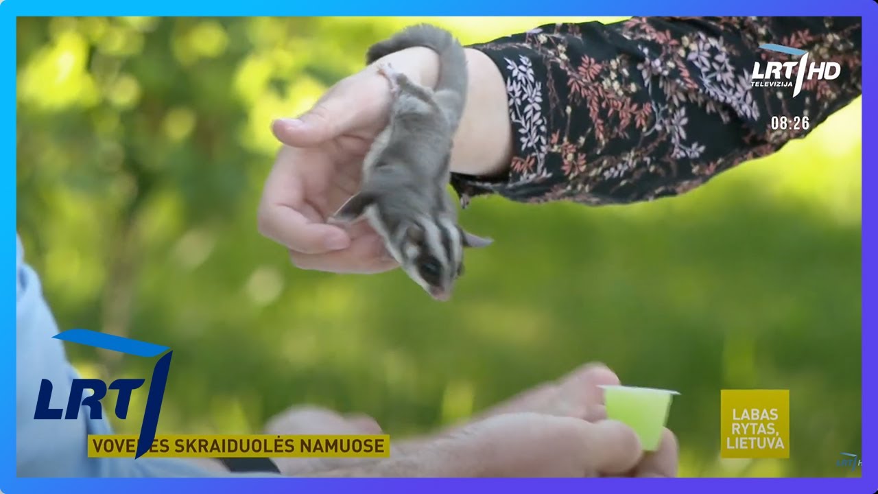 Voverės skraiduolės | 2021-06-08