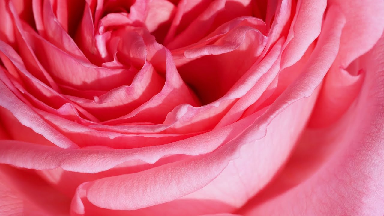 4K HDR - Rose Fragonard - Delbard - parfum exquis