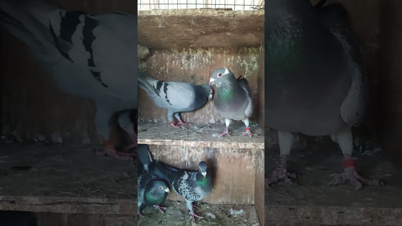 Racing Homer's Pigeon pair chennai line