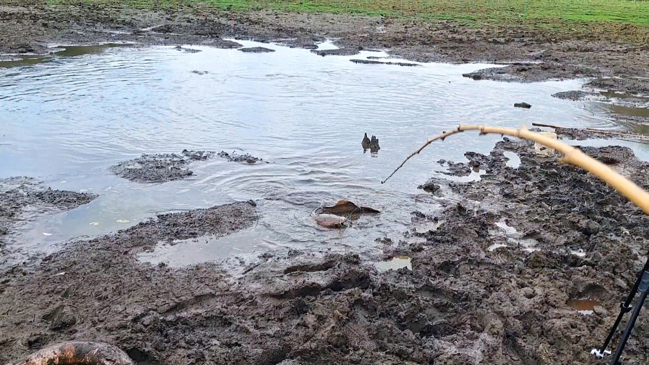 Pescaria caipira, encontrei um alagado secando cheio de peixes gigantes