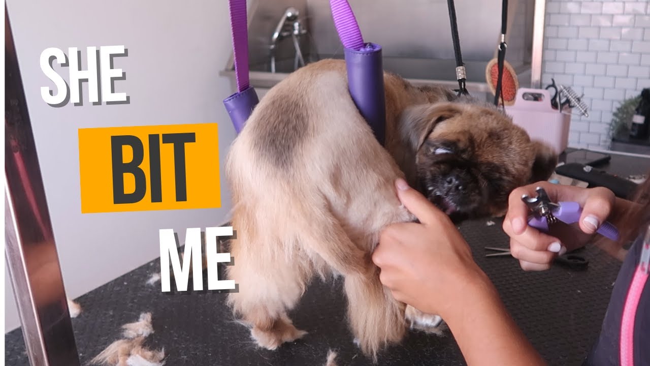 PEKINGESE OVERREACT CUTTING NAILS | RURAL DOG GROOMING