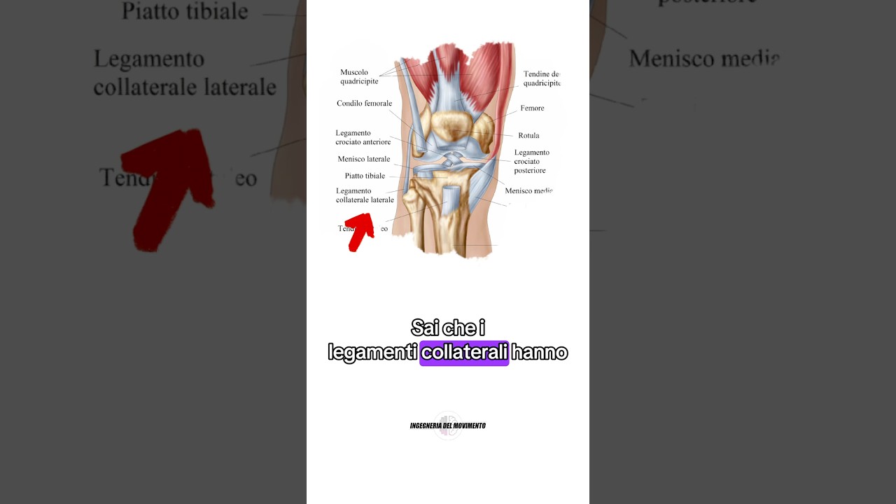 A cosa servono i legamenti collaterali?🤨💜#anatomia #legamenti #articolazioni #palestra #corpoumano