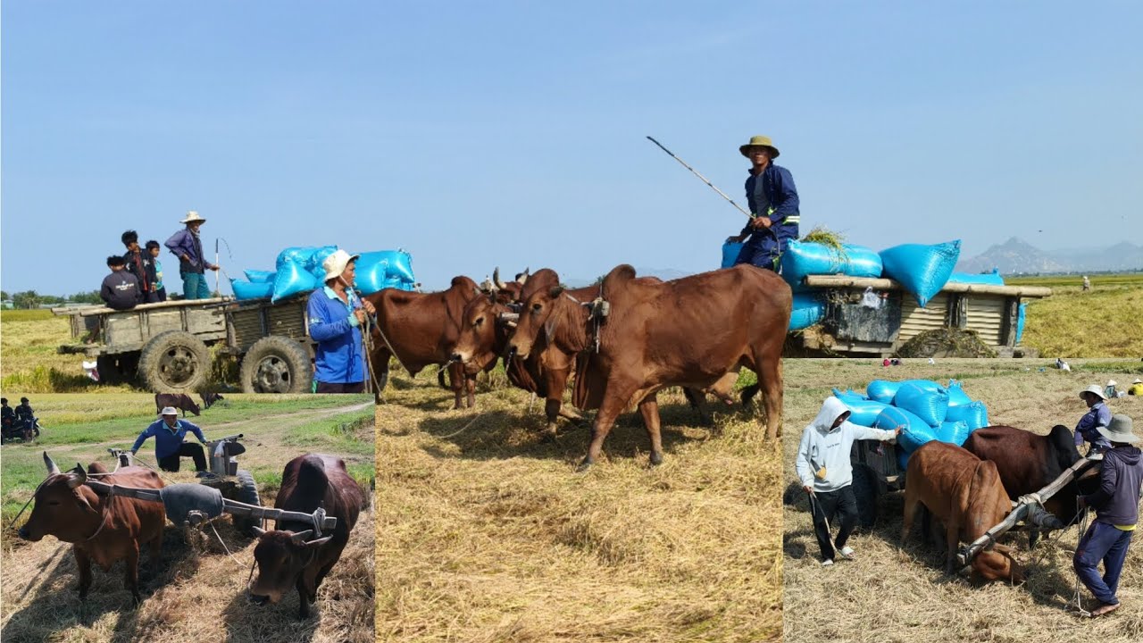 Vùng Lúa Năng Suất đạt 8 Tạ. Bò Chở Lúa Không Kịp
