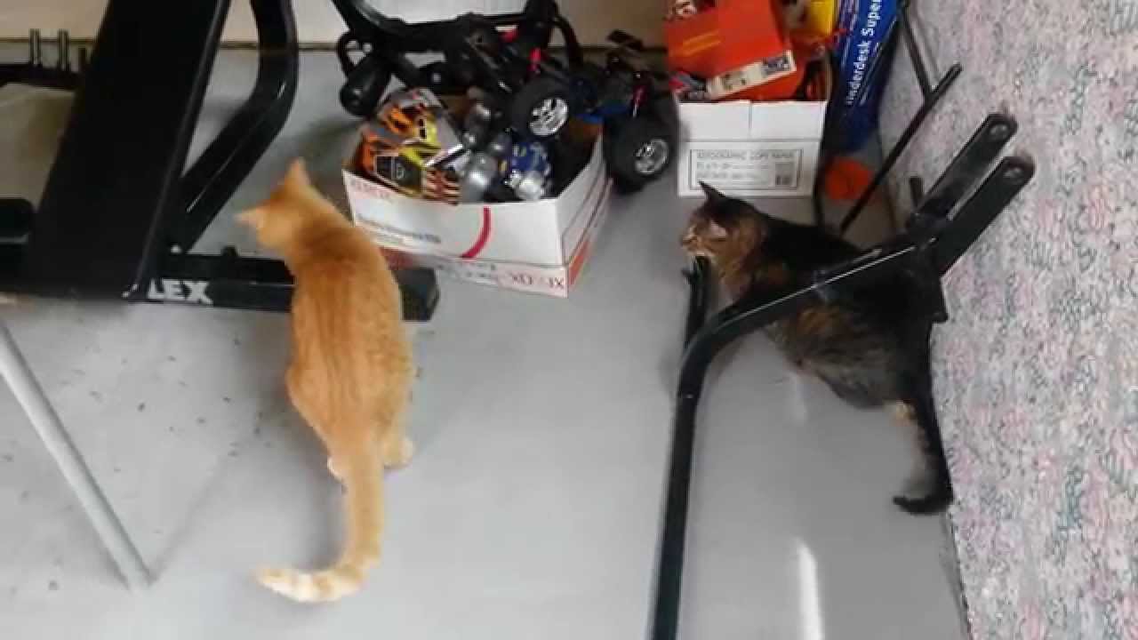 Cats not getting along