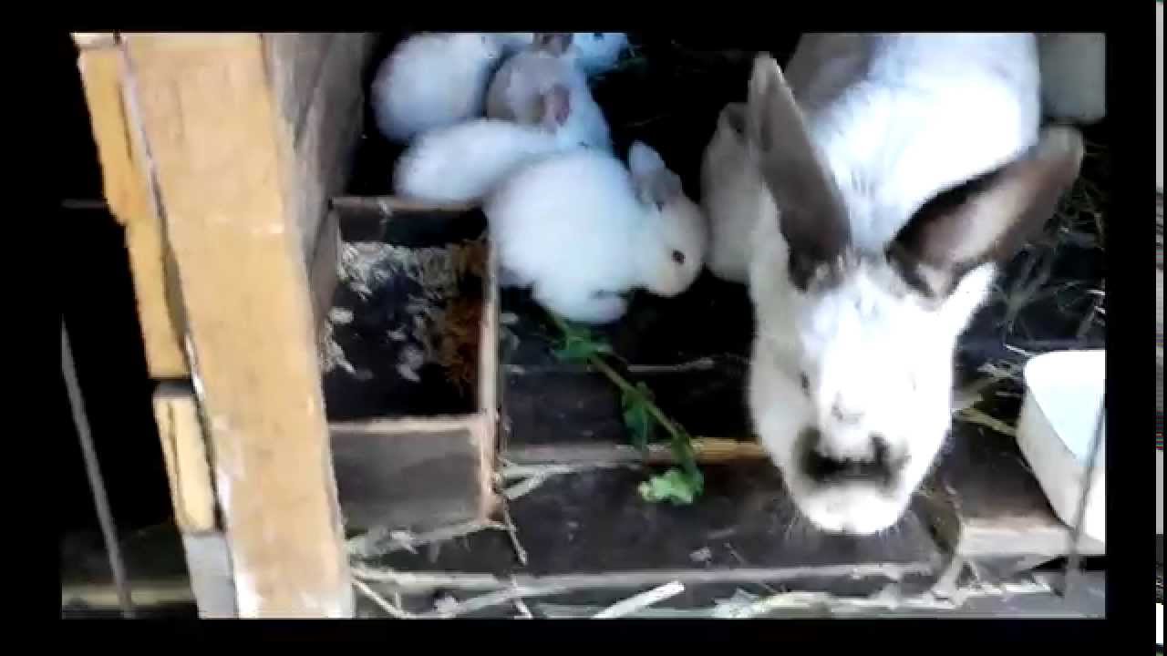 Лучшие корма для кроликов, дедушкин рецепт