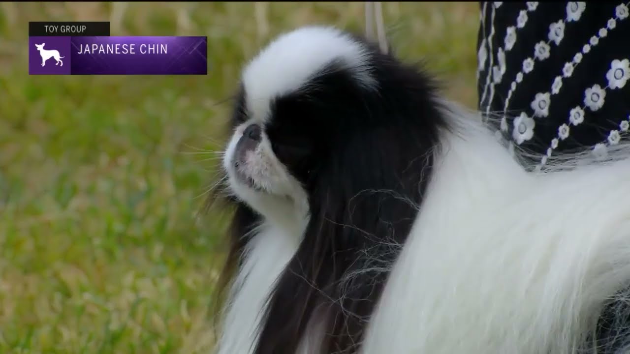 Japanese Chin | Breed Judging 2022