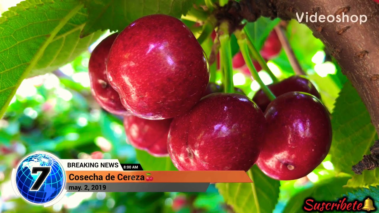 Empezó la Temporada de Cereza por contrato en California / CHERRY HARVEST 🍒