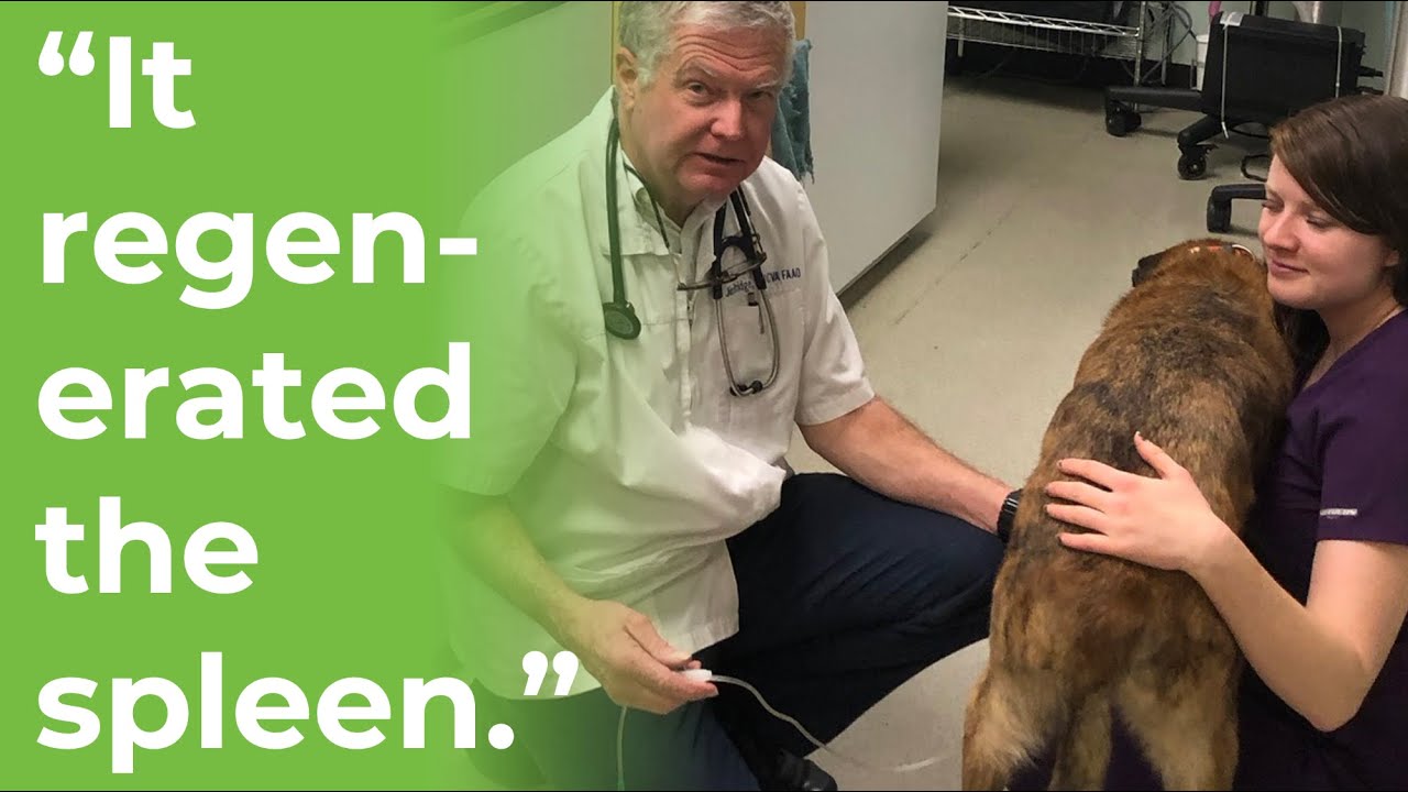 Ozonated glycerin regenerated a spleen? Dr Jim Bridge reacts to this incredible treatment