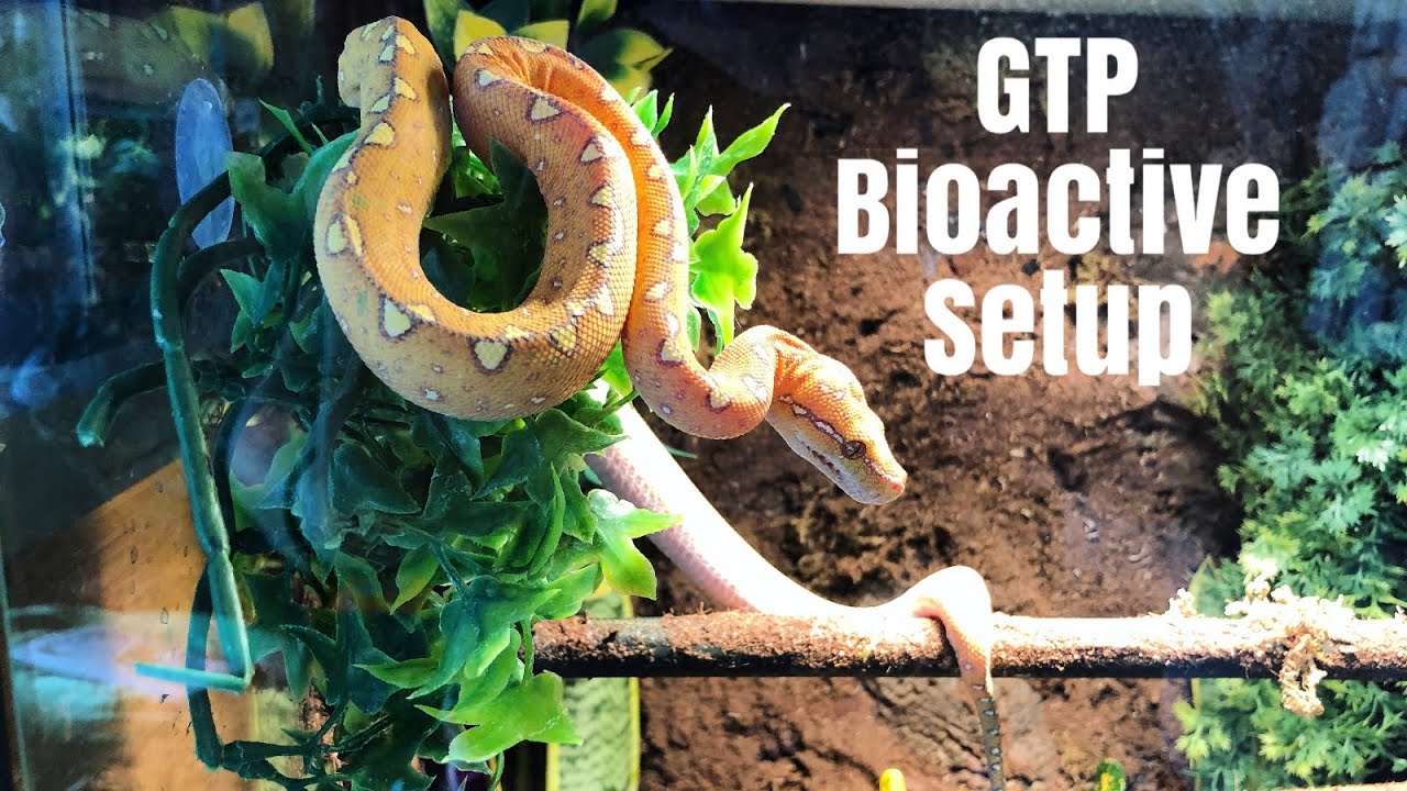 How to Build a Naturalistic, Bioactive Enclosure!