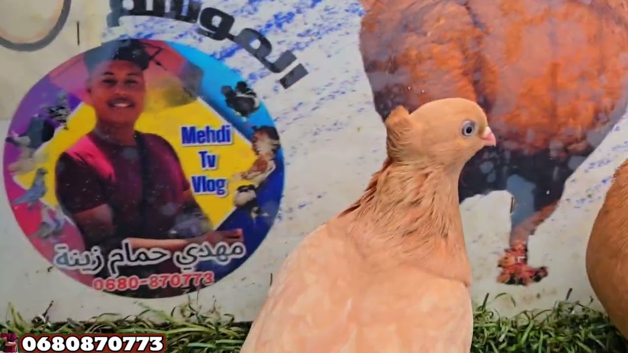 الجديد سطوندار العالمي لحمام زينة مرحبا بالجميع ❤️✅️