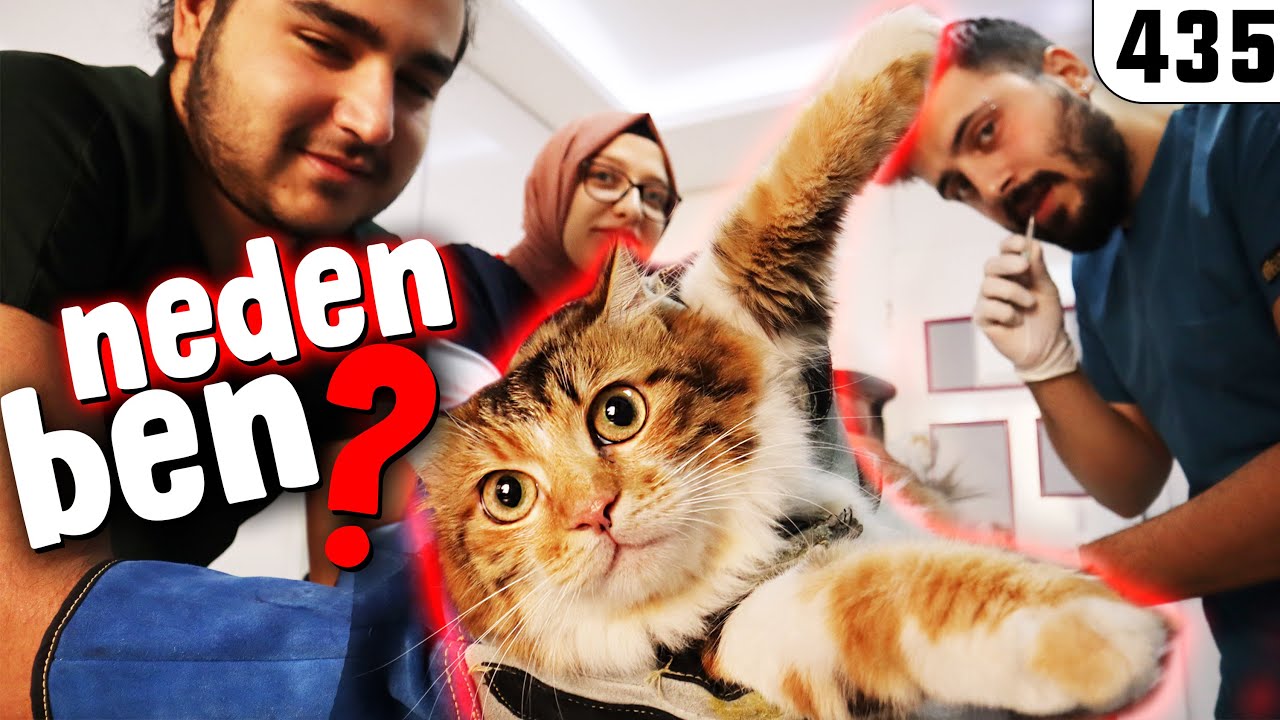 Dünyayı Sorgulayan Kedi Bakışı 😂 Dişi Kedi Kısırlaştırma Öncesi Veteriner Muayenesi