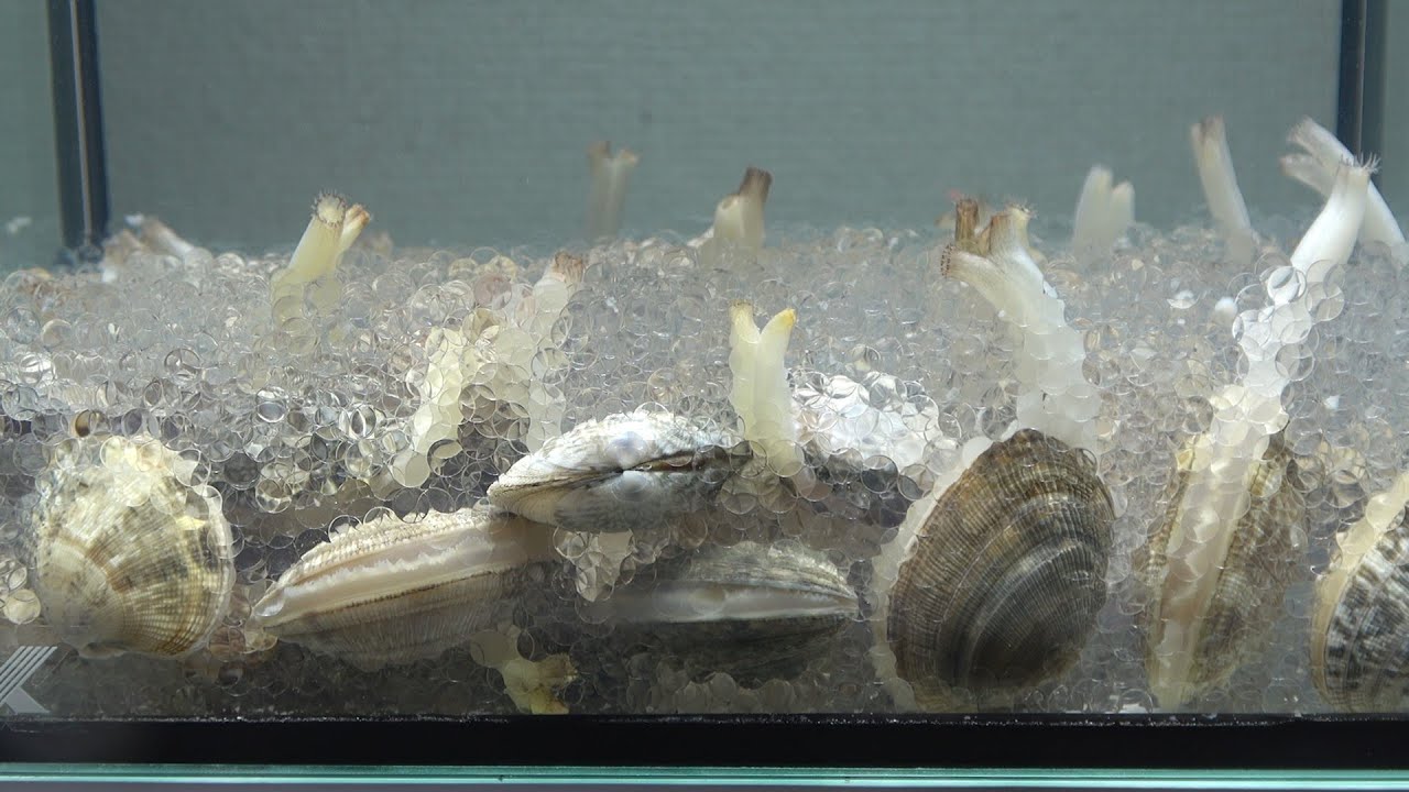「透明な砂」に貝を入れたら凄いことになった