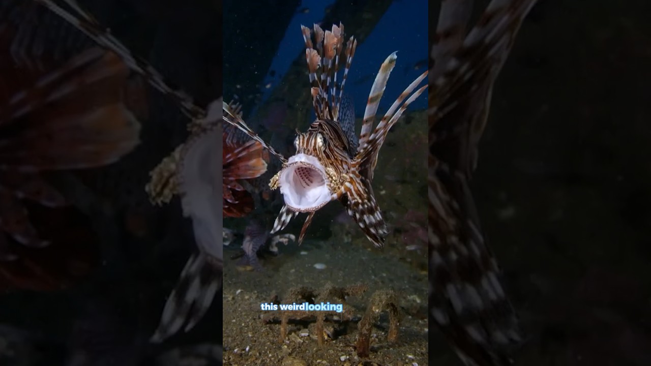 There Is a Lionfish Invasion in Cyprus just because of James Bond! 🦁🐠 Eat This Delicious Predator!