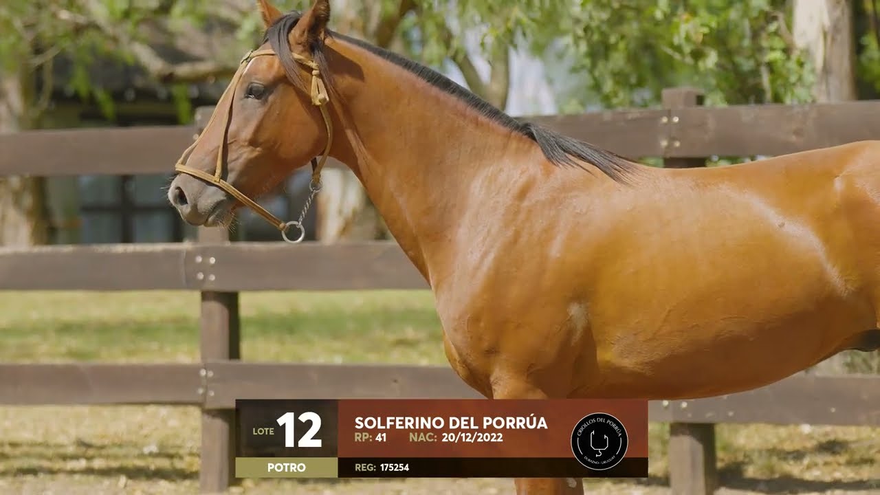 Lote 12