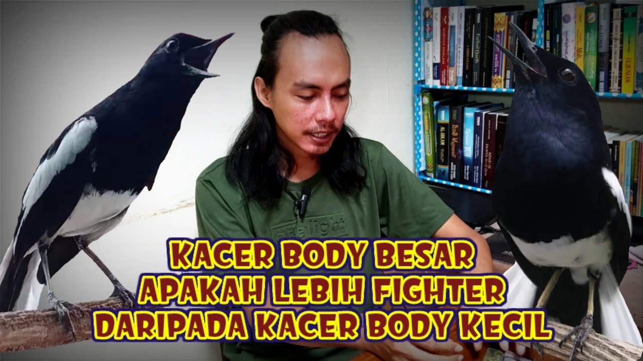 TERNYATA BEGINI, KACER BODY BESAR DAN KECIL | APAKAH BERBEDA FIGHTERNYA, BEGINI TIPSNYA