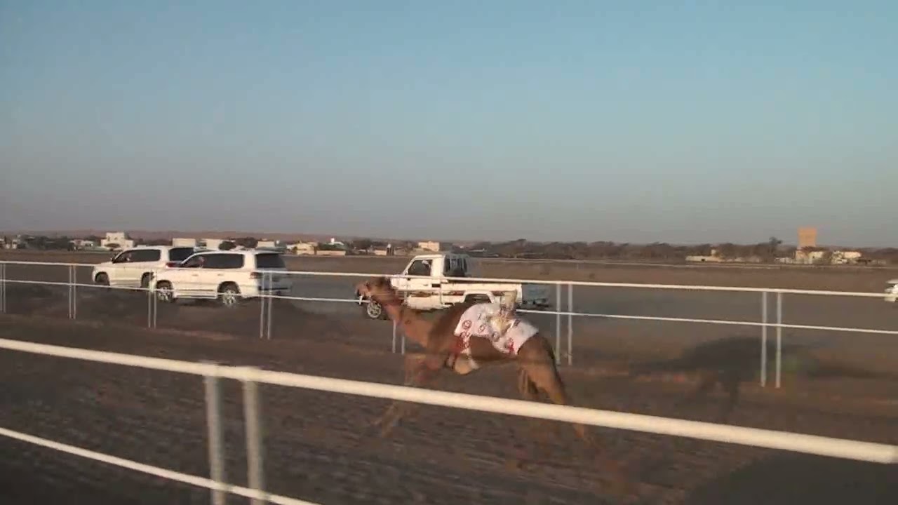 مركاض بديه الشوط الخامس