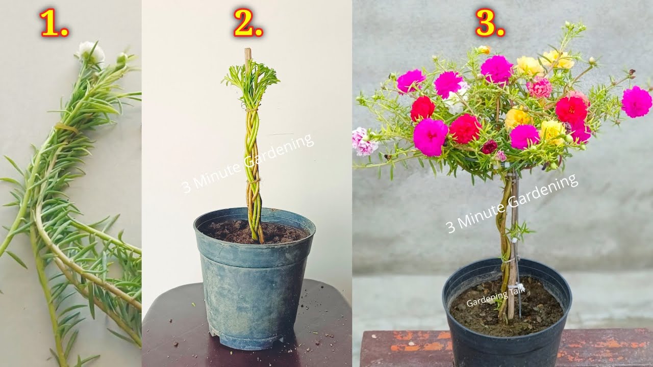 Portulaca DIY | How To Grow Portulaca Like Bonsai | Portulaca | Moss Rose | 9o'clock #portulaca #diy