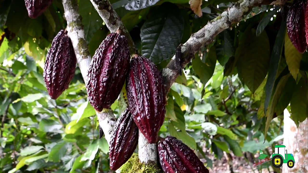 CULTIVO DE CACAO- La mejor finca cacaotera de Colombia.