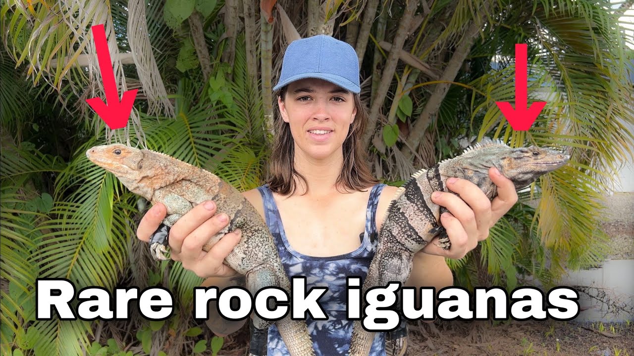 Day 14 - Rare iguanas take over public golf course! Tara(way down south) tries to catch’em!