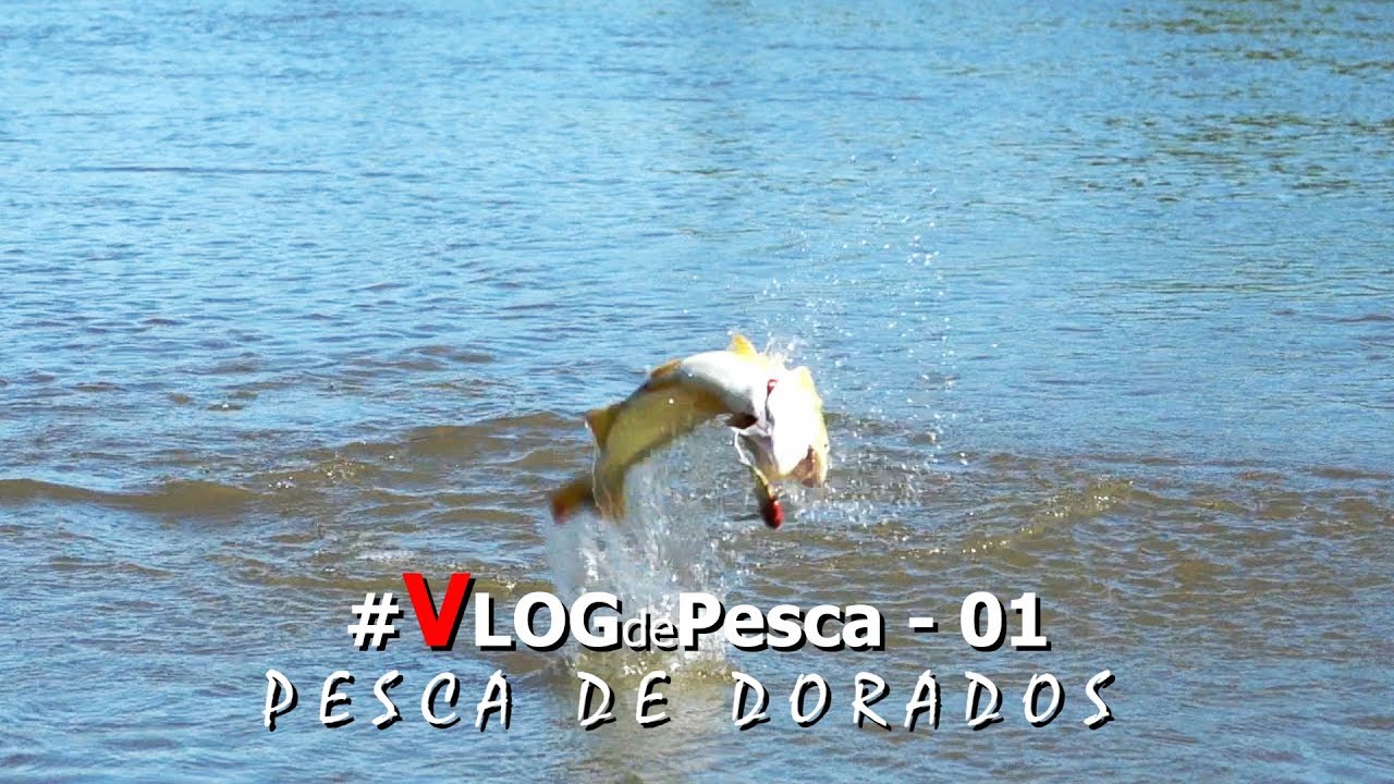 Pesca de Dorados #VlogDePesca - 01