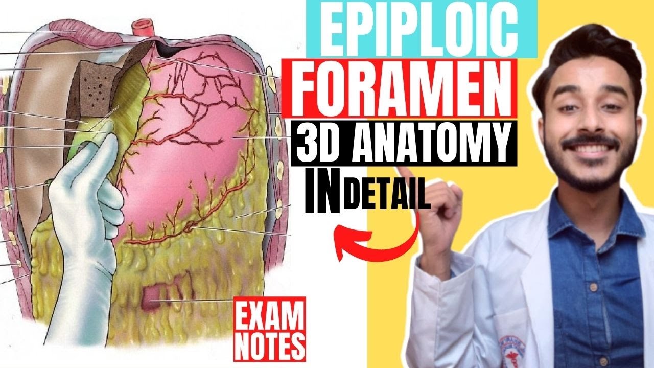 epiploic foramen anatomy 3d | foramen of winslow anatomy | omental foramen anatomy