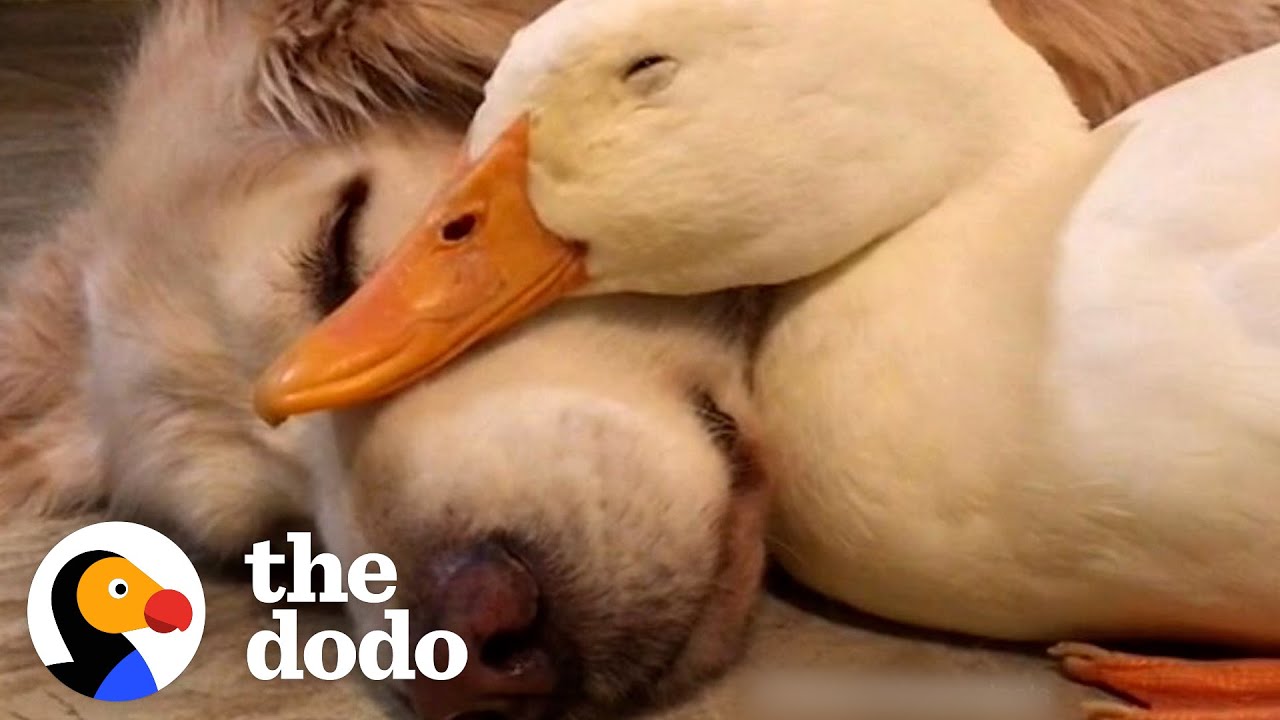 For Anyone Who Needs A Little Love This Valentine's Day | The Dodo