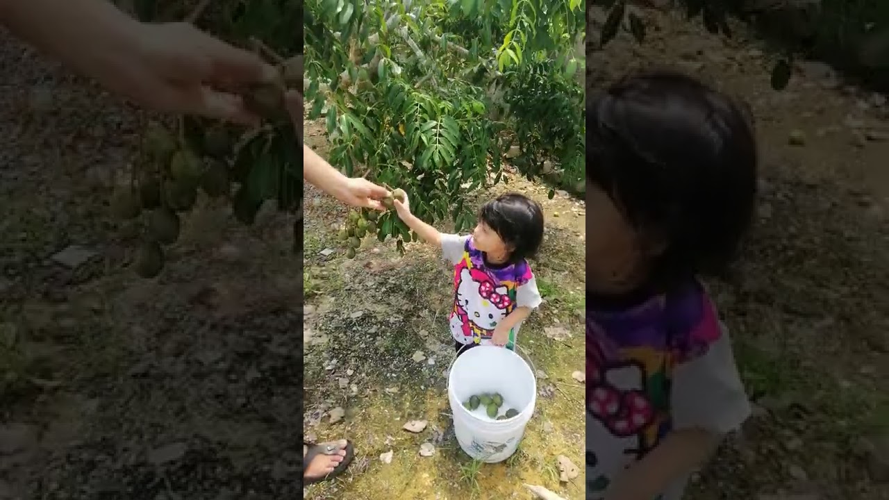 kebun atok - may 2022