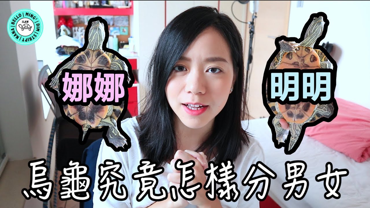 如何分辨🐢性別？｜Sexing a Turtle, is it a Boy or a Girl?｜【小龜成長日記】