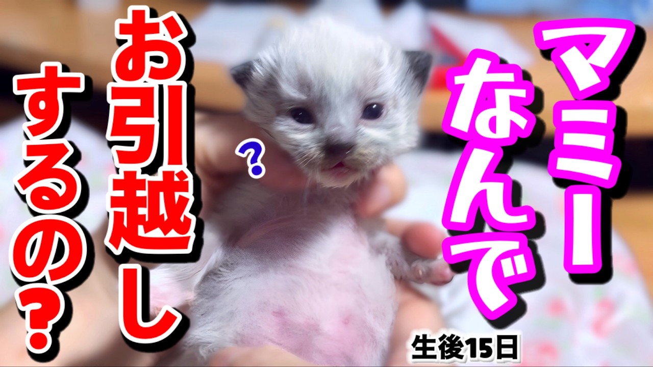 [Срок родов моей старшей кошки истек, и я плачу😭] Меня тронул этот неожиданный поступок... Почему...