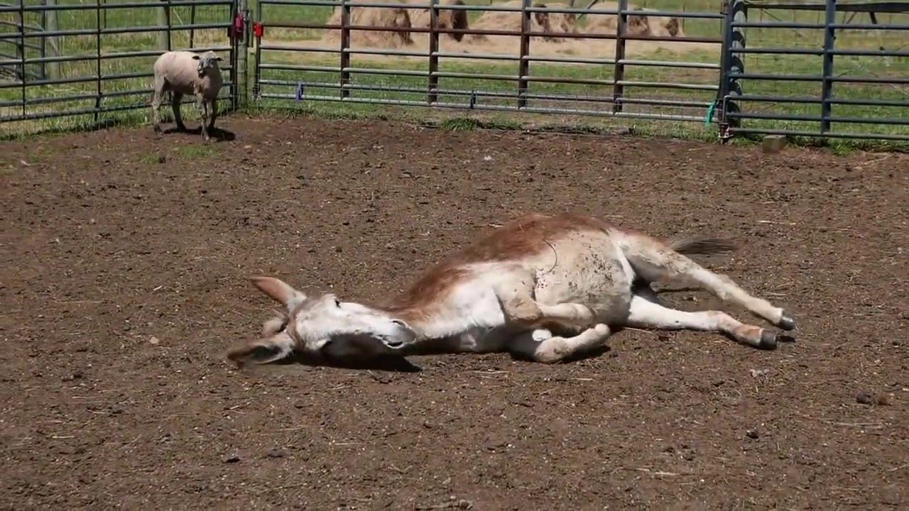A most unique sounding donkey roll.