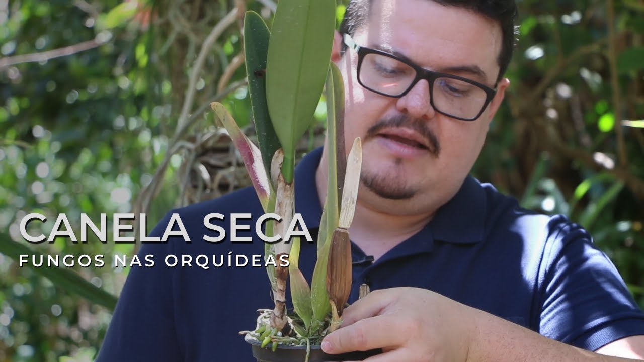 Fungos nas Orquídeas - Canela Seca