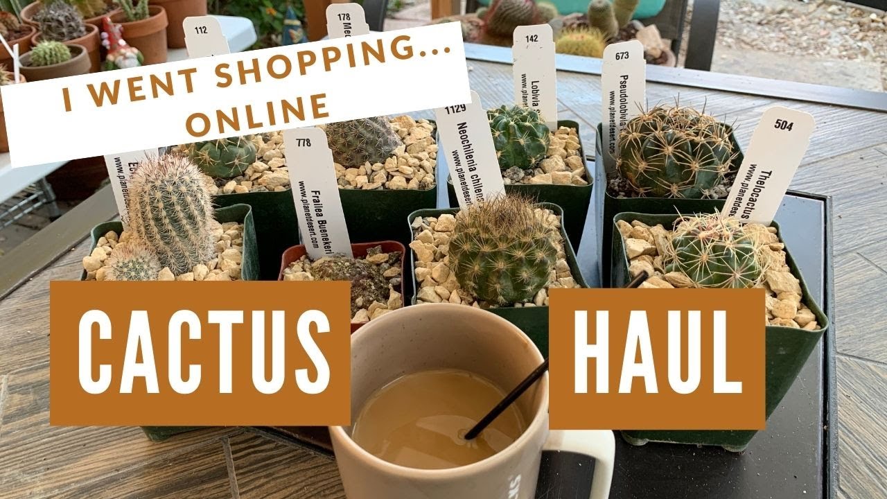 Online Plant Haul (Cactus)| Blame it on the Mealybugs🤣| Planet Desert