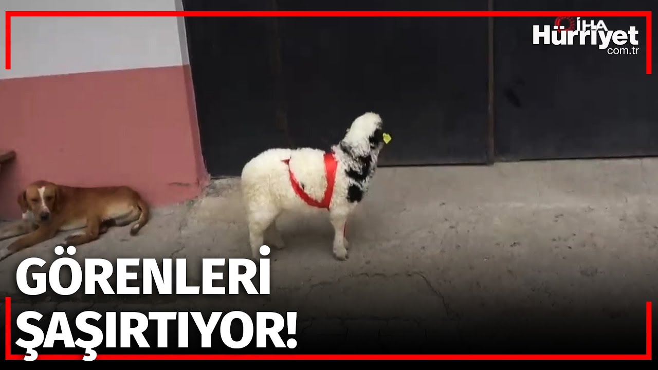 ‘Anne’ Diye Meleyen Kuzu ile Sahibinin Dostluğu Şaşırtıyor!
