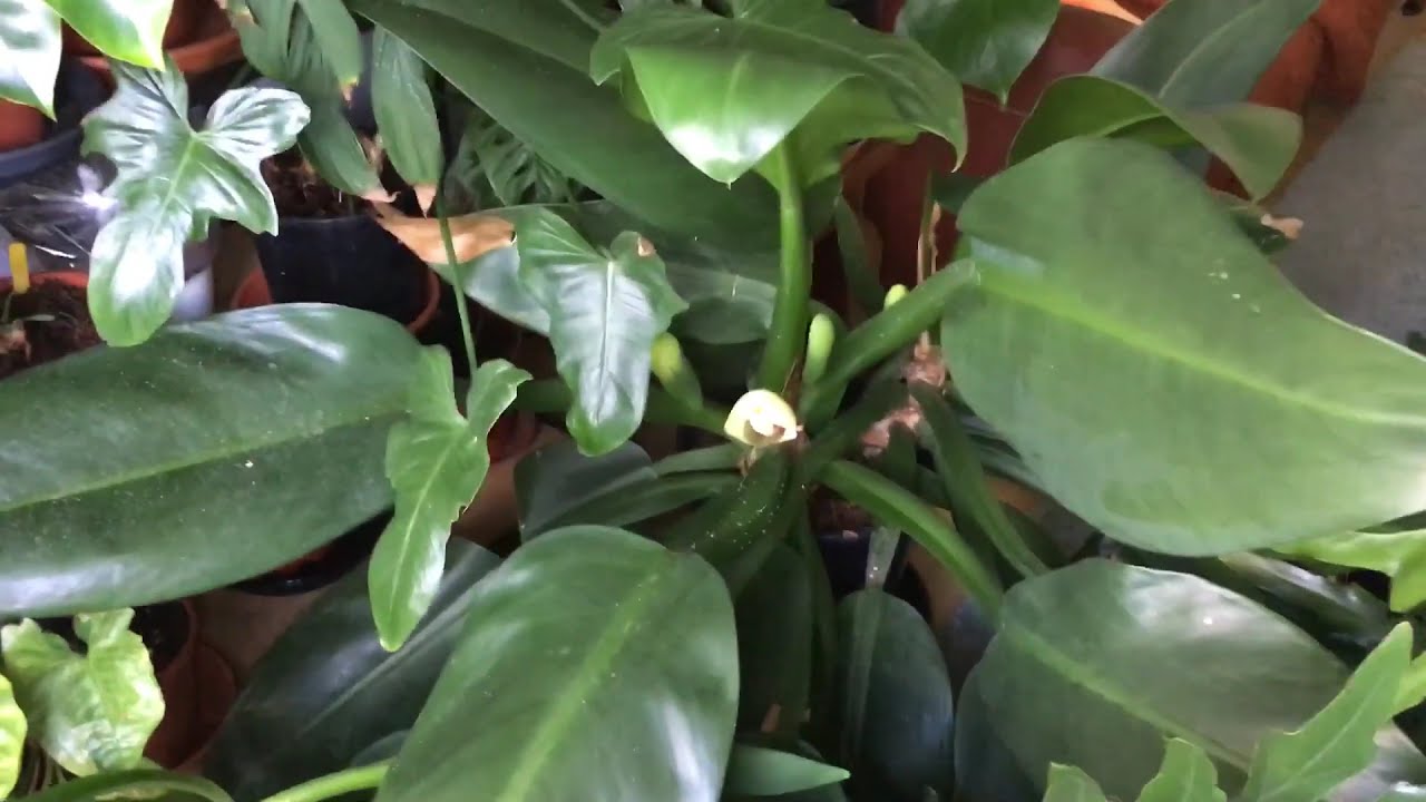 Philodendron martianum also known as pakova