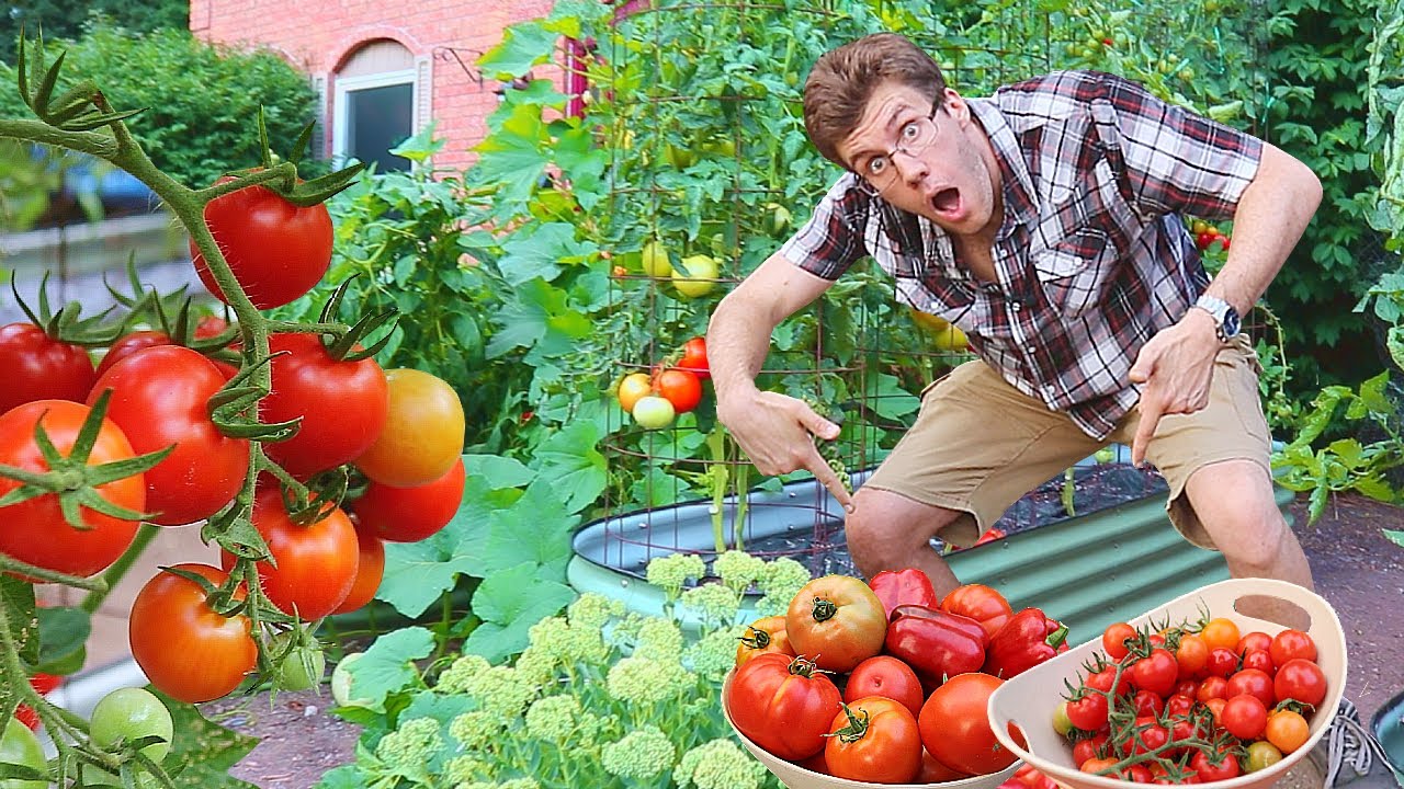 Abundant First Garden Harvest of the Season (TOTALLY Tomatoes!)