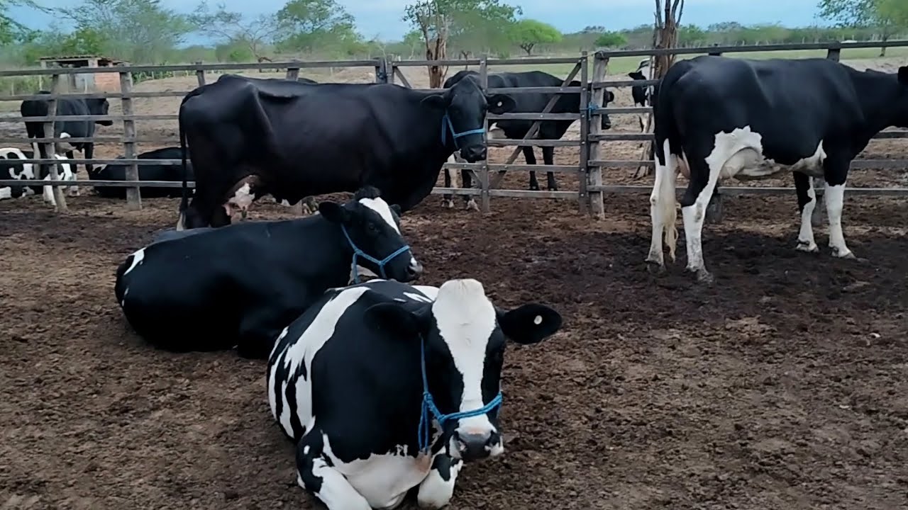 VISITAMOS MAIS UM PEQUENO PECUARISTA E VEJA UMA ESTRUTURA SIMPLES E PRÁTICA