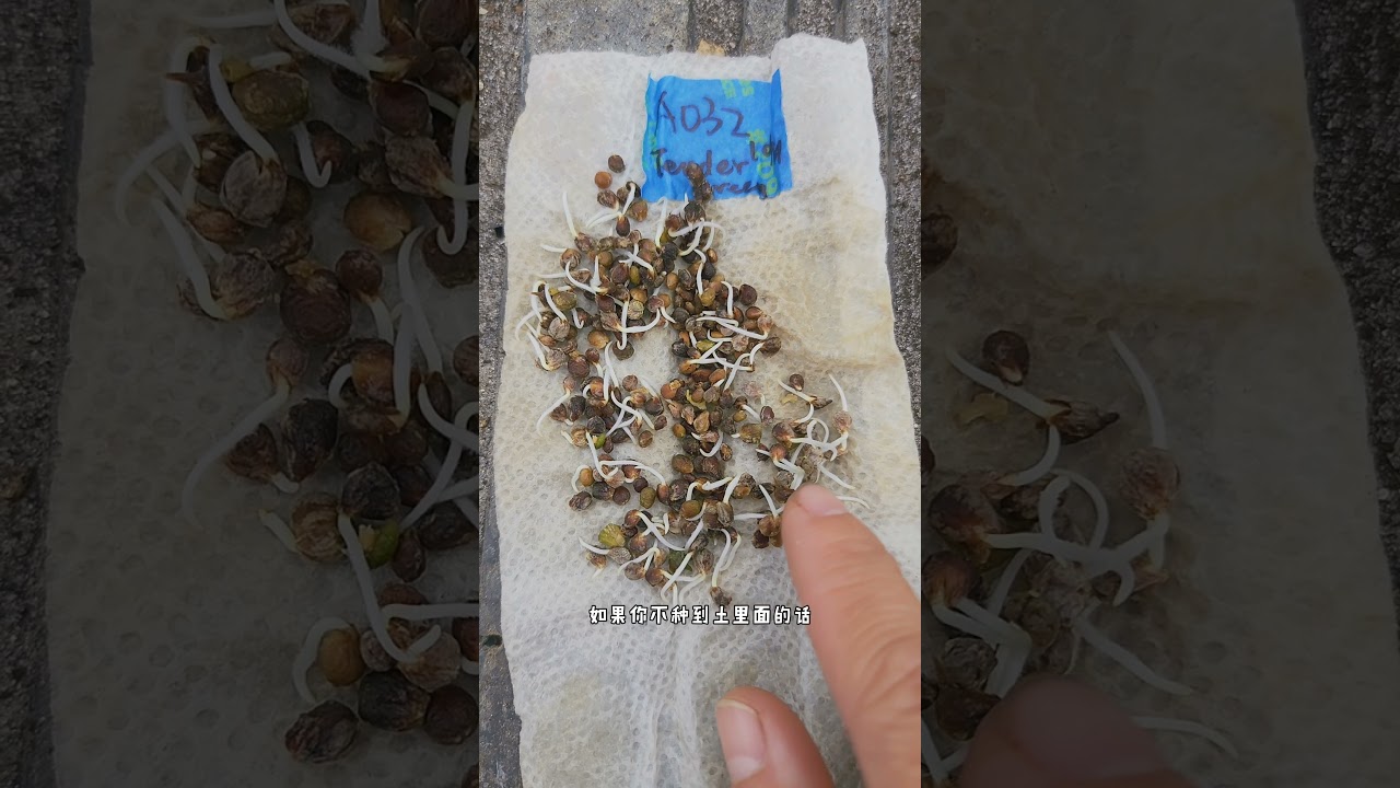 菠菜催芽育苗的方法，只需这么做菠菜太好种了