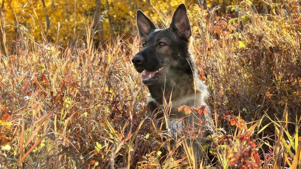 Video shows police dog chasing a thief after being stabbed