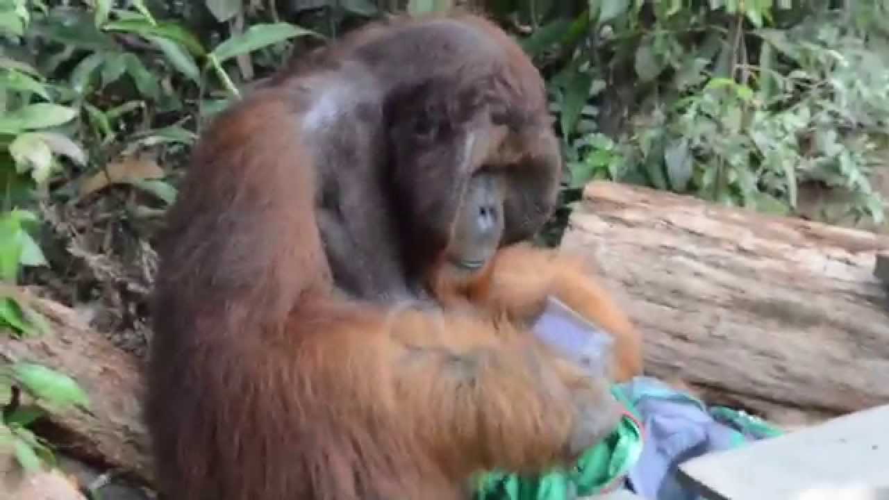 Tom a Camp leakey Borneo