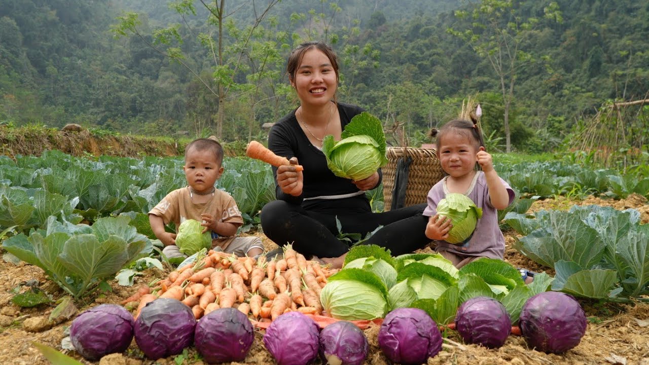 Harvesting cabbage and carrots to sell at the market - cooking food for pigs with my little daughter