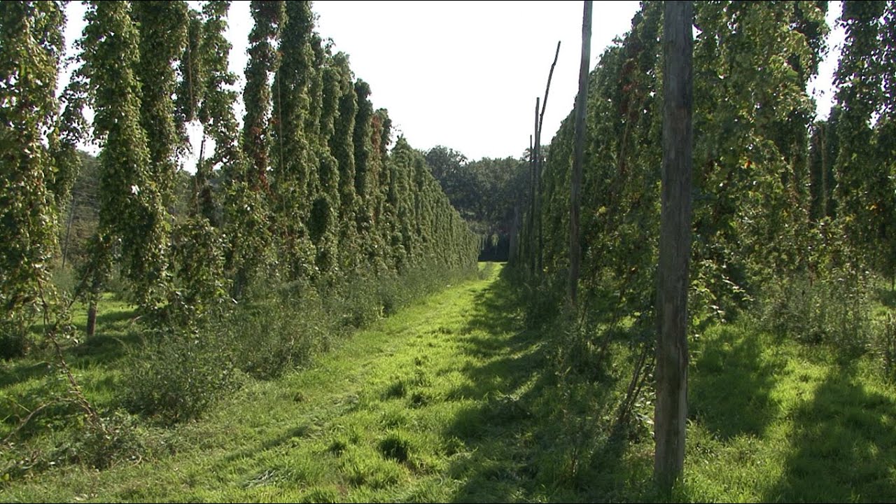 The Last Hop Harvest filmed for Wadhurst History Society