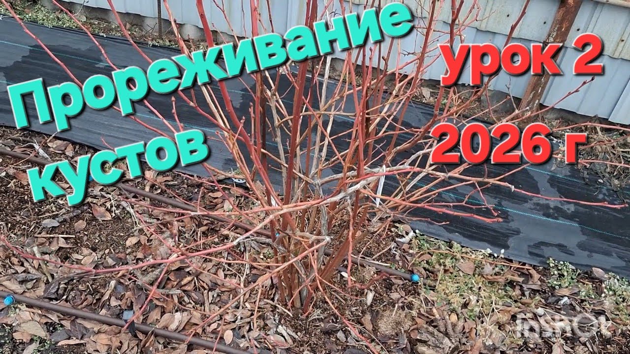 Прореживание загущенного куста голубики 