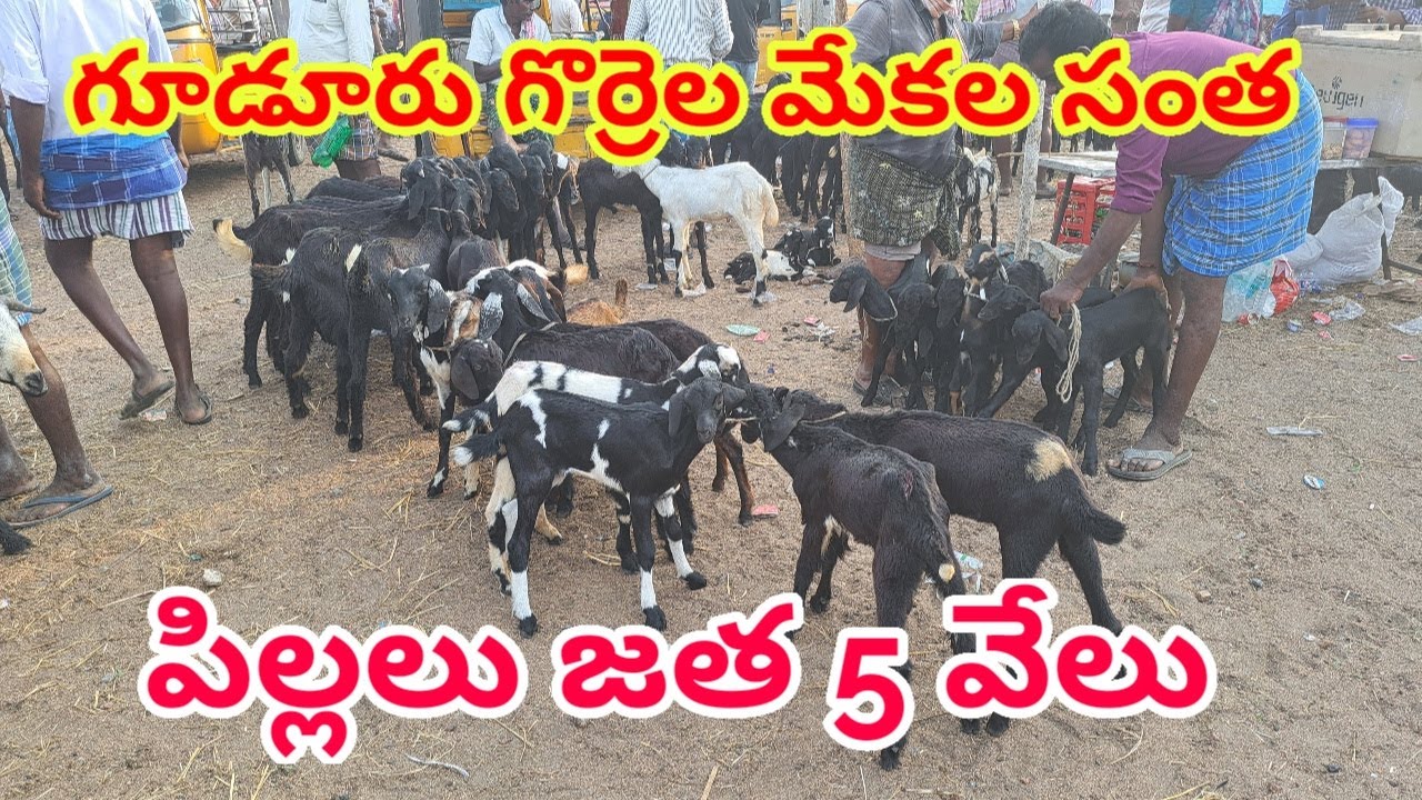 GUDUR SHEEP MARKET today goats 26 5 2023 గూడూరు గొర్రెల మేకల సంత