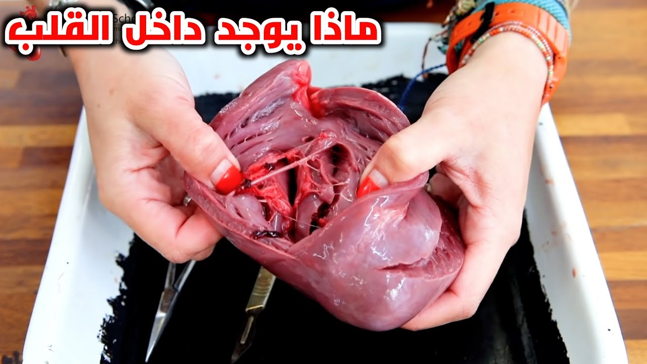 ماذا يوجد داخل القلب؟! _ What is inside the heart?(Heart anatomy)